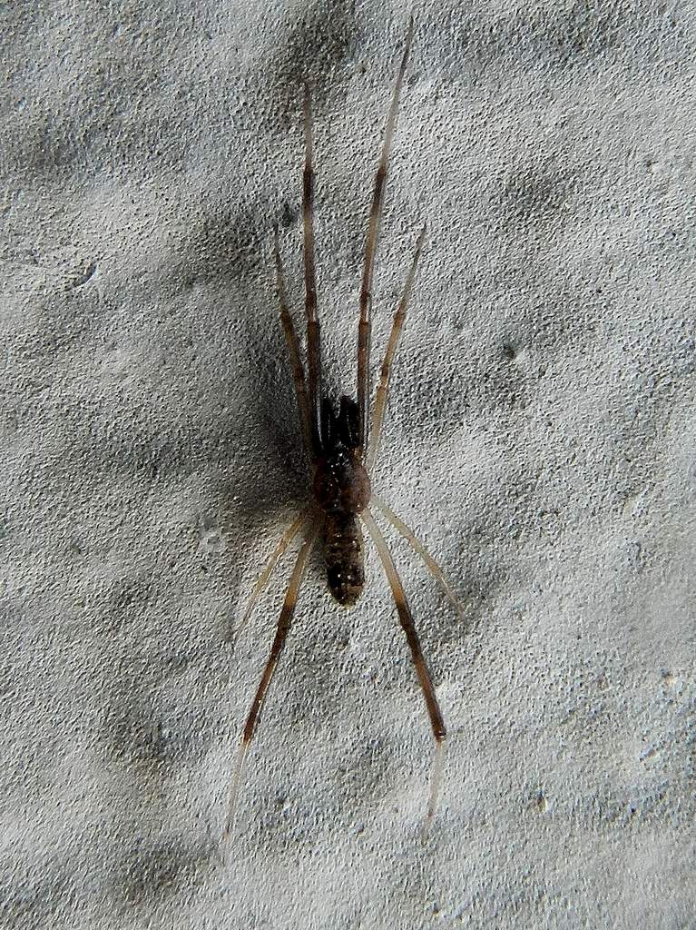 Theridiidae sp.. ?  S, Episinus truncatus - Venezia Lido